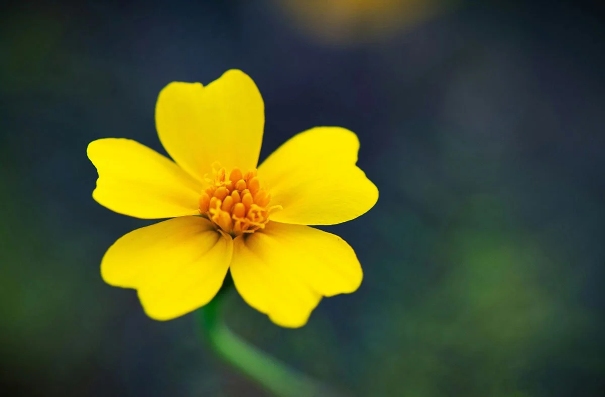 Blüte – Wege zur Heilung