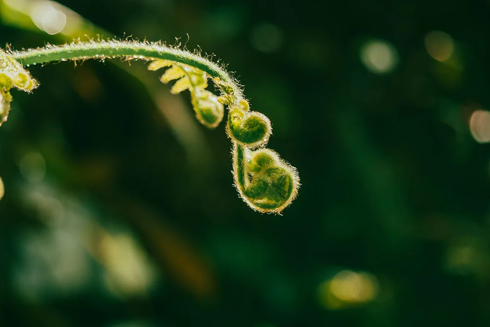Psychische Regulation, der innere Kompass